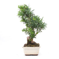 Eibe Hybrid 'Taxus media'
