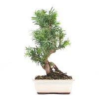 Eibe Hybrid 'Taxus media'