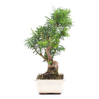 Eibe Hybrid 'Taxus media'