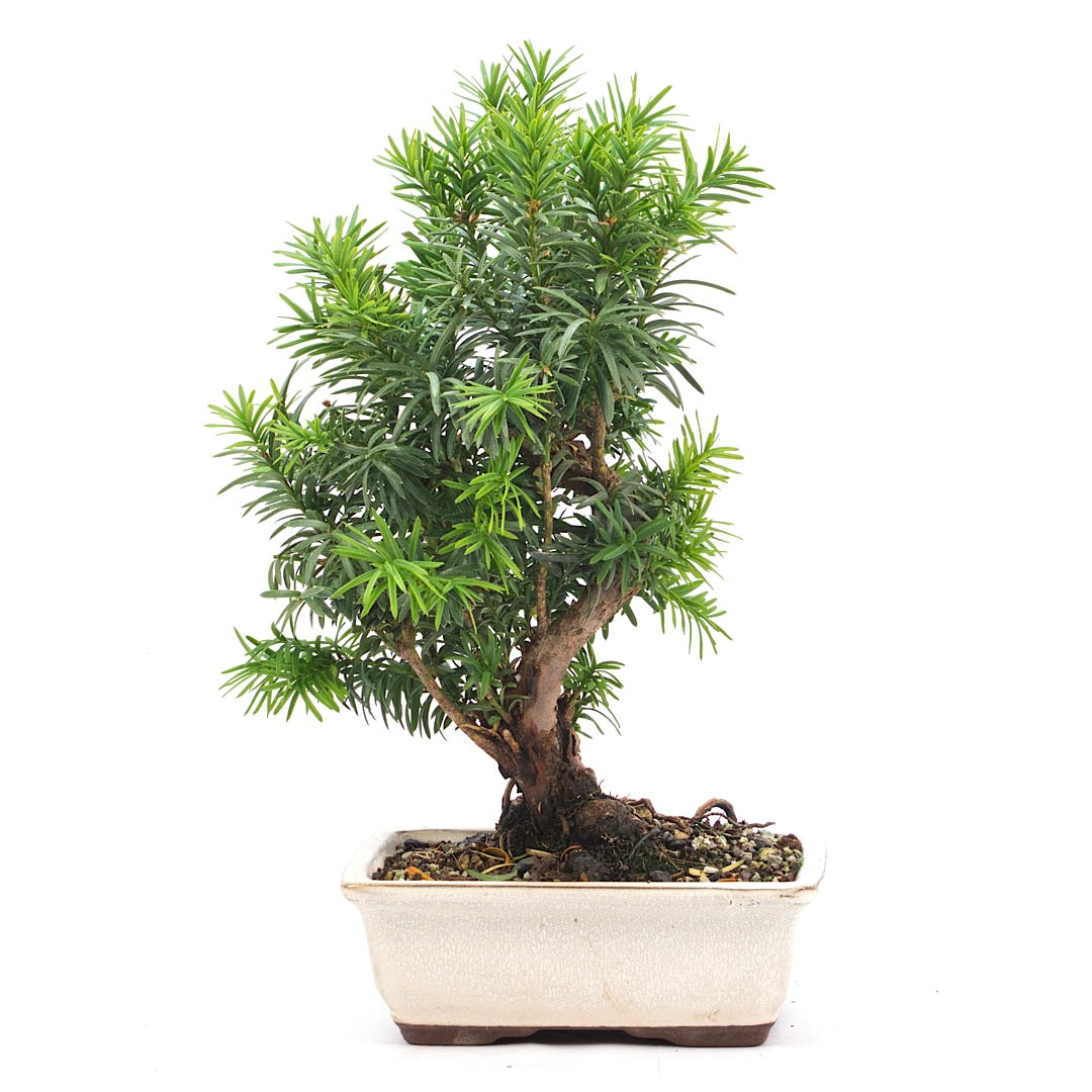 Eibe Hybrid 'Taxus media'