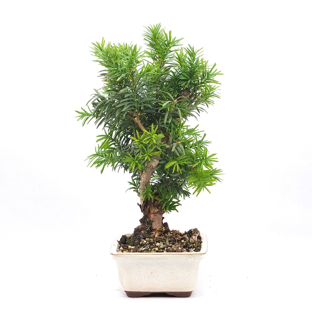 Eibe Hybrid 'Taxus media'