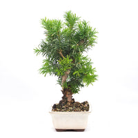 Eibe Hybrid 'Taxus media'