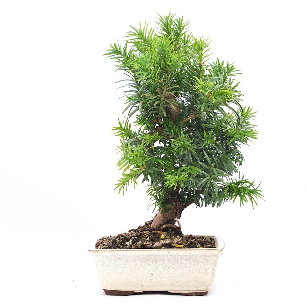Eibe Hybrid 'Taxus media'