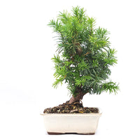 Eibe Hybrid 'Taxus media'