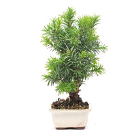 Eibe Hybrid 'Taxus media'