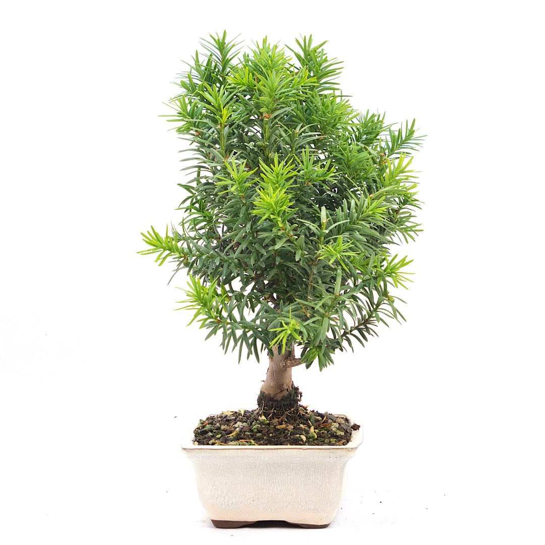 Eibe Hybrid 'Taxus media'