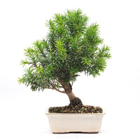 Eibe Hybrid 'Taxus media'