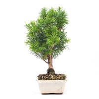 Eibe Hybrid 'Taxus media'