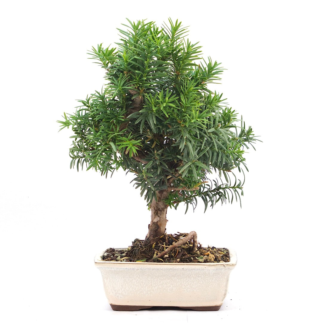 Eibe Hybrid 'Taxus media'
