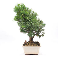 Eibe Hybrid 'Taxus media'