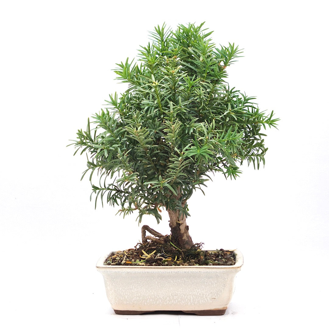 Eibe Hybrid 'Taxus media'