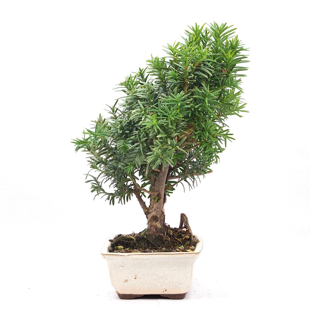Eibe Hybrid 'Taxus media'