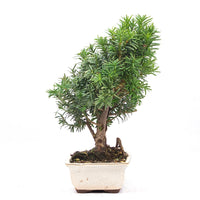 Eibe Hybrid 'Taxus media'