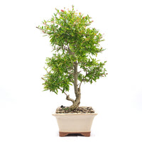 Granatapfel 'Punica granatum'