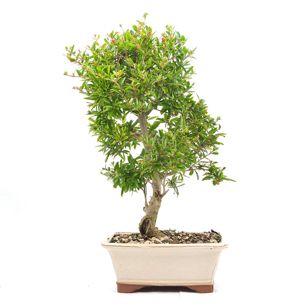 Granatapfel 'Punica granatum'