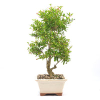 Granatapfel 'Punica granatum'