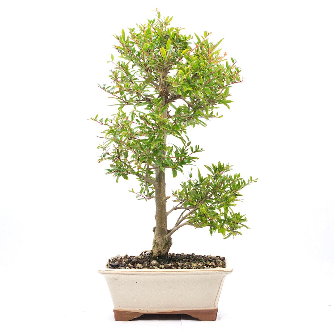 Granatapfel 'Punica granatum'