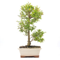 Granatapfel 'Punica granatum'