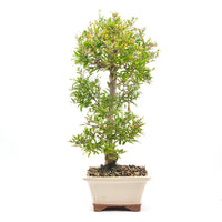 Granatapfel 'Punica granatum'