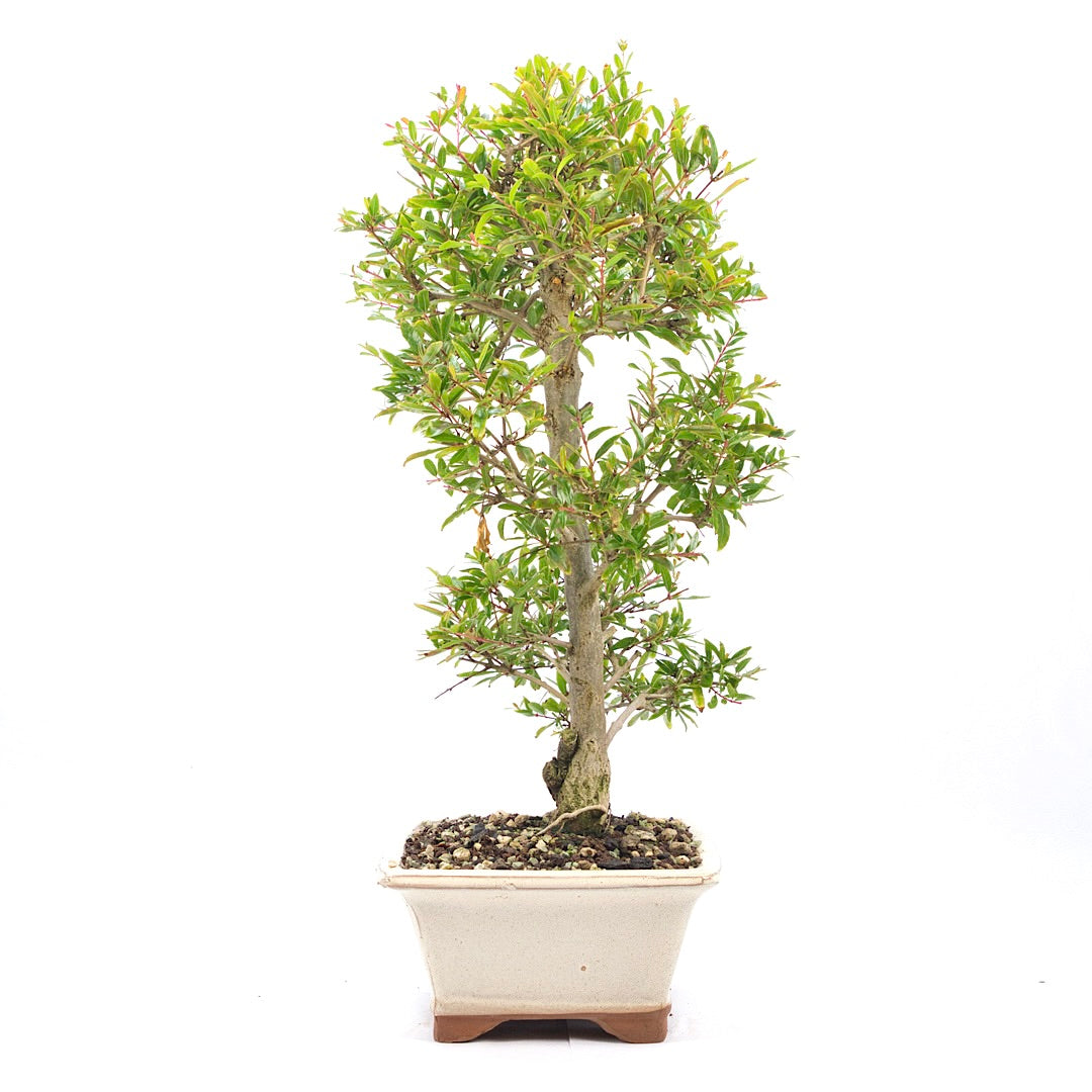 Granatapfel 'Punica granatum'