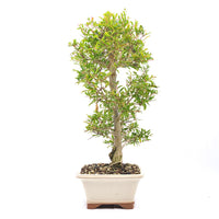 Granatapfel 'Punica granatum'