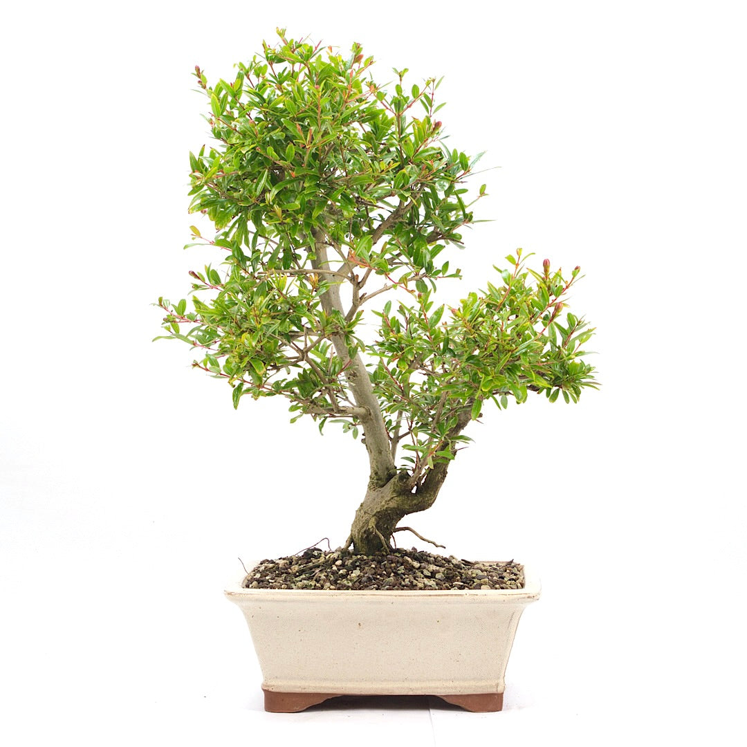 Granatapfel 'Punica granatum'