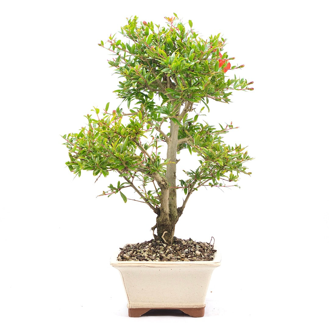 Granatapfel 'Punica granatum'