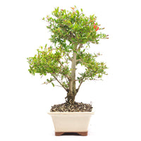 Granatapfel 'Punica granatum'