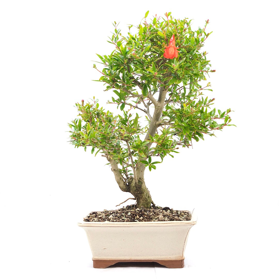 Granatapfel 'Punica granatum'