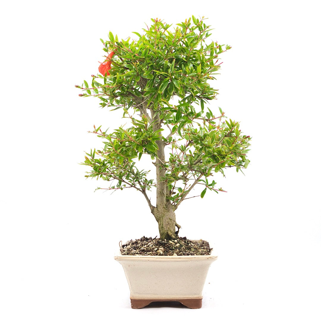 Granatapfel 'Punica granatum'