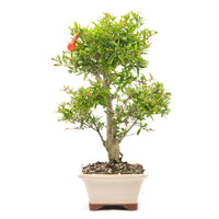 Granatapfel 'Punica granatum'