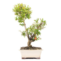 Granatapfel 'Punica granatum'
