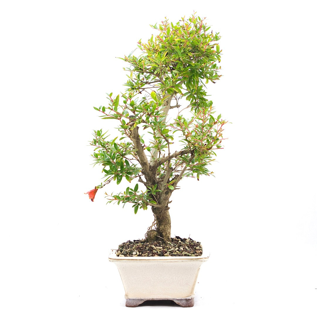 Granatapfel 'Punica granatum'
