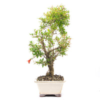 Granatapfel 'Punica granatum'