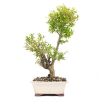 Granatapfel 'Punica granatum'
