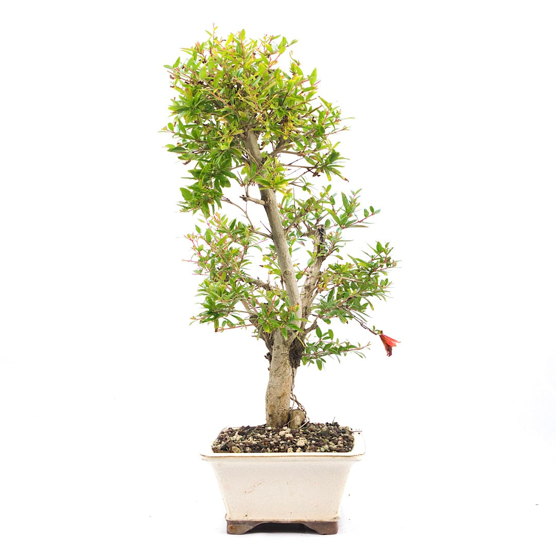 Granatapfel 'Punica granatum'