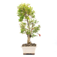 Granatapfel 'Punica granatum'