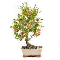 Granatapfel 'Punica granatum'