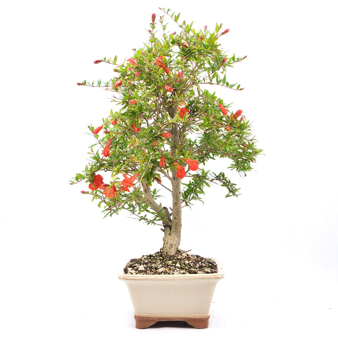 Granatapfel 'Punica granatum'