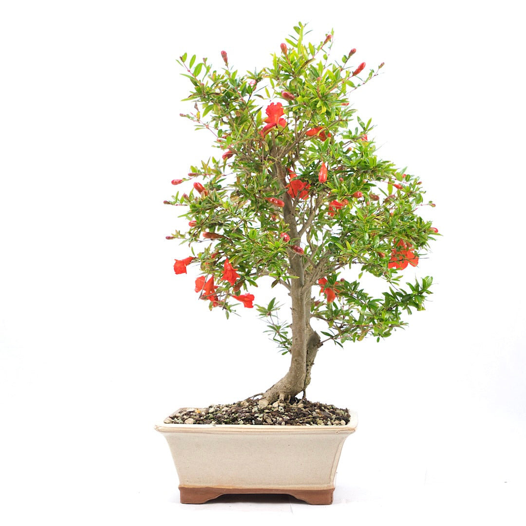 Granatapfel 'Punica granatum'