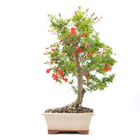Granatapfel 'Punica granatum'