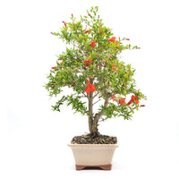 Granatapfel 'Punica granatum'