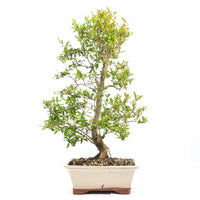Granatapfel 'Punica granatum'