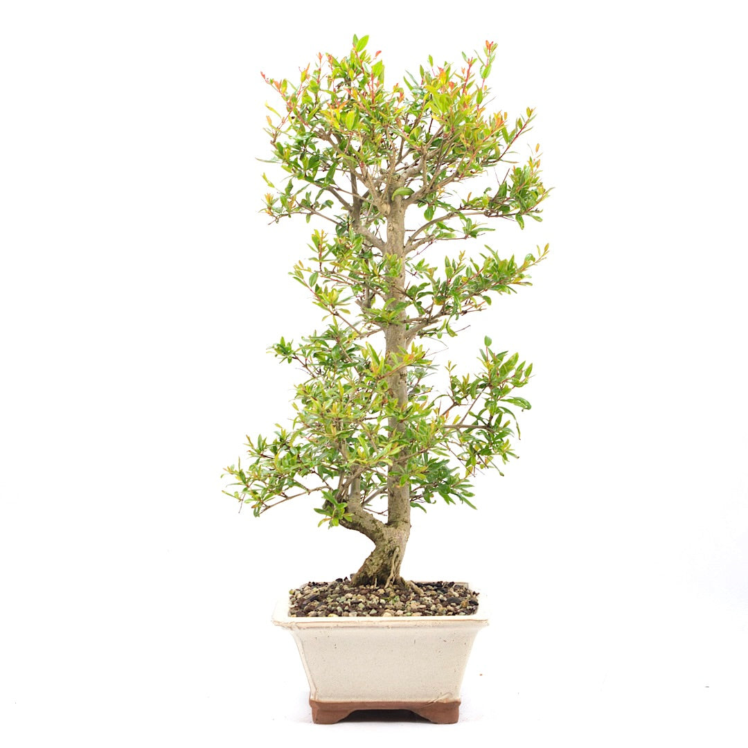 Granatapfel 'Punica granatum'