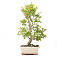 Granatapfel 'Punica granatum'