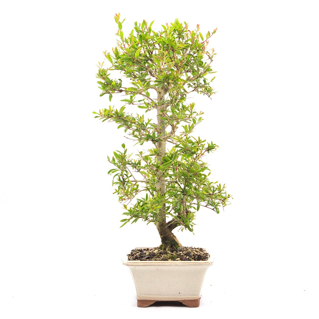 Granatapfel 'Punica granatum'