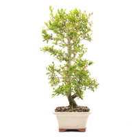 Granatapfel 'Punica granatum'