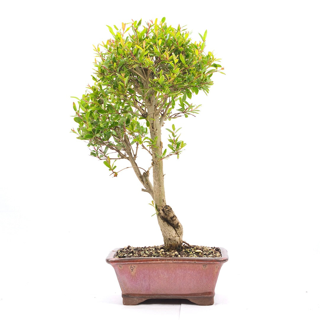 Granatapfel 'Punica granatum'