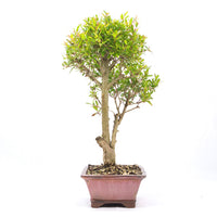 Granatapfel 'Punica granatum'
