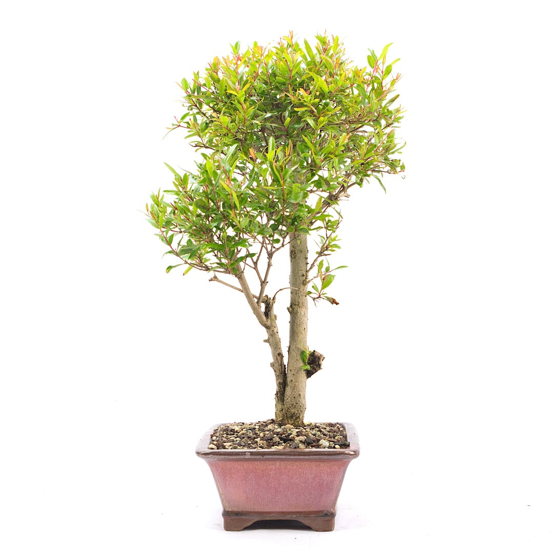 Granatapfel 'Punica granatum'